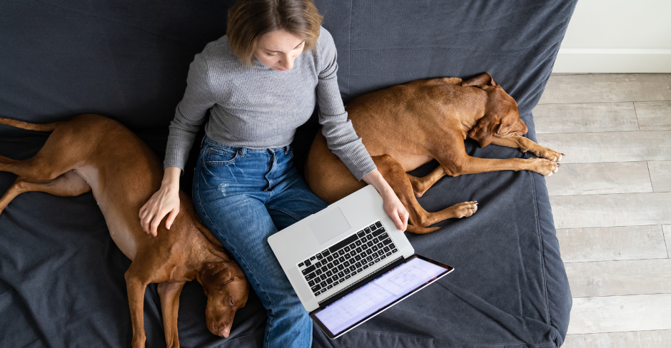person on couch with laptop and two dogs